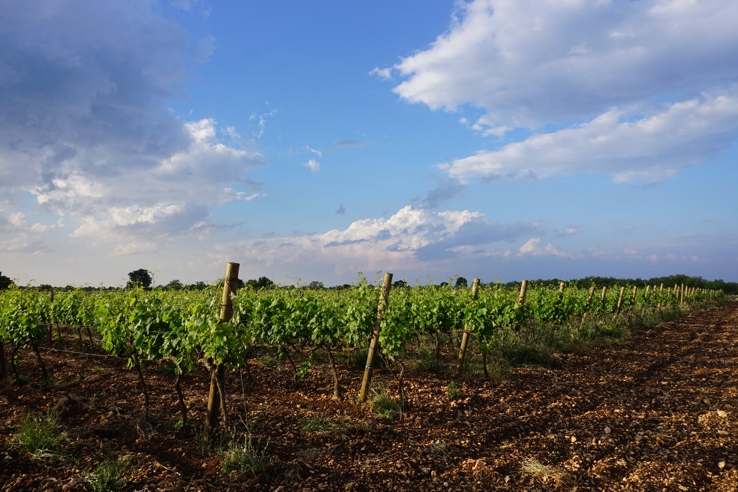 Vitigno Marchesana da cui si produce 14, Primitivo Gioia del Colle DOC.